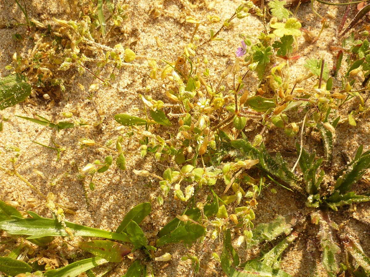 Cerastium diffusum (Caryophyllaceae)